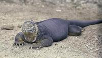 Image of: Conolophus subcristatus (land iguana)