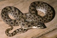 Image of: Heterodon nasicus (western hog-nosed snake)