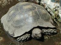 Image of: Manouria emys (Asian brown tortoise)