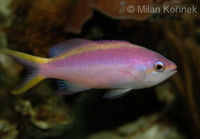 Pseudanthias tuka - Purple Anthias