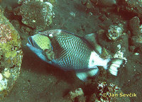 Balistoides viridescens - Blue Finned Triggerfish