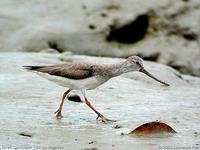 Terek Sandpiper - Xenus cinereus