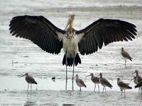 Lesser Adjutant - Leptoptilos javanicus