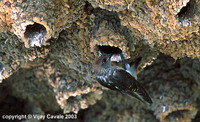 Streak-throated Swallow - Hirundo fluvicola