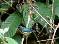 Fire-breasted Flowerpecker - Dicaeum ignipectum