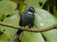 White-throated Fantail - Rhipidura albicollis