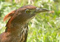 Japanese Night-Heron - Gorsachius goisagi