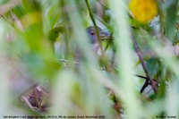 Ash-throated Crake - Porzana albicollis