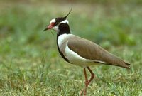 Black-headed Lapwing - Vanellus tectus