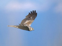 Eastern (Asian) Marsh Harrier (Circus spilonotus) photo