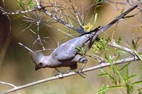 Gray Go-away-bird - Corythaixoides concolor