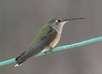 Broad-tailed Hummingbird - Selasphorus platycercus