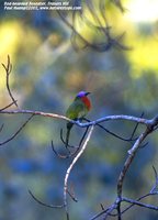 Red-bearded Bee-eater - Nyctyornis amictus