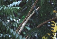 Green Broadbill - Calyptomena viridis