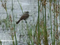 Sooty Tyrannulet - Serpophaga nigricans