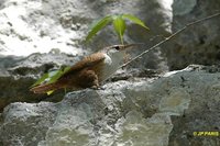 Canyon Wren - Catherpes mexicanus