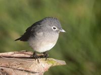 White-eyed Slaty-Flycatcher - Melaenornis fischeri