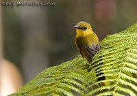 Bornean Whistler - Pachycephala hypoxantha