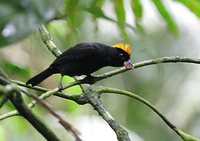 Tawny-crested Tanager - Tachyphonus delatrii