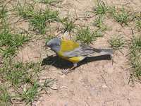 Gray-hooded Sierra-Finch - Phrygilus gayi