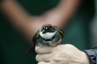 Chestnut-capped Brush-Finch - Buarremon brunneinucha