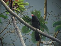 Black-throated Grosbeak - Saltator fuliginosus