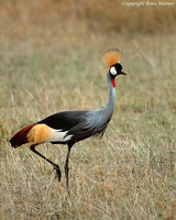 Crowned Crane