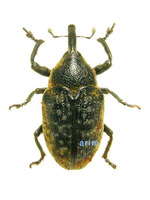 Larinus subvariolosus - 어리우엉바구미