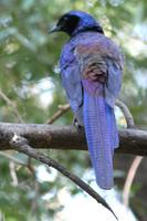 Meves' Glossy-starling, Lamprotornis mevesii