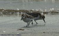 Spoon-billed Sandpiper