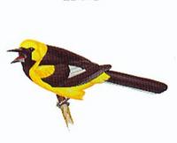 * White Edged Oriole