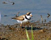 Semipalmated Plover