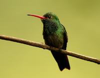 Rufous-tailed hummingbird