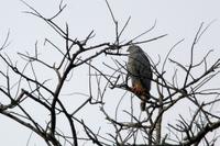 Crane  hawk   -   Geranospiza  caerulescens   -   Poiana  zampelunghe