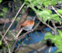 Rufous-breasted Spinetail; El Paval, Chiapas, MX (WEB).jpg