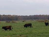 Heck cattle grazing. Photo A. Liepa