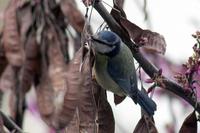 Nome comum - Chapim-azul (PT), Blue Tit(EN)