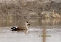 Spot-billed duck C20D 02735.jpg