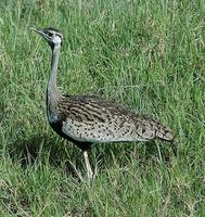 Hartlaub's Bustard p.116