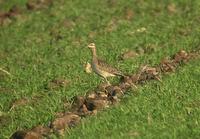 Little Curlew (Numenius minutus)