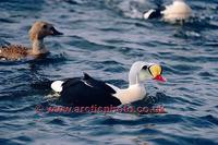 FT0197-00: King Eider male bird. Somateria spectabilis on water. Arctic