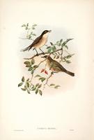 Richter after Gould Orphean Warbler (Curruca orphea)