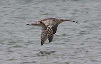 Eastern Curlew