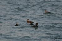 검둥오리(Melanitta nigra)  (Black Scoter)