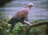 Pale-capped Wood Pigeon Columba punicea