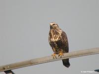 Buse  pattue (Buteo lagopus)