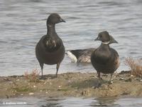 oiseau de droite Bernache     du Pacifique (Branta nigricans)