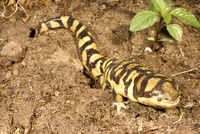 : Ambystoma tigrinum; Tiger Salamander