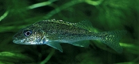 Ruffe Gymnocephalus cernuus