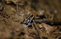 : Eleutherodactylus iberia